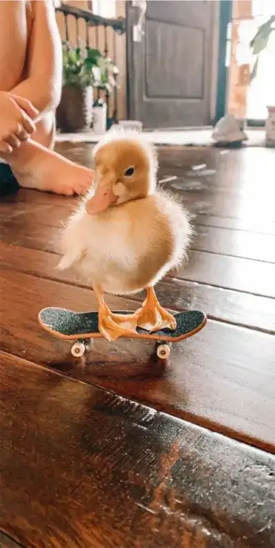 animal