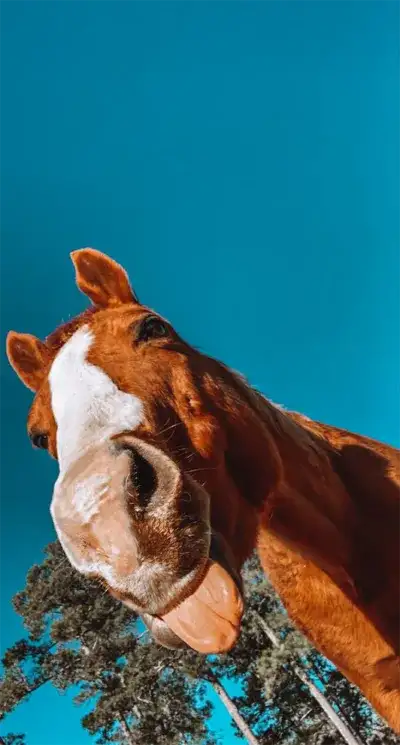 animal