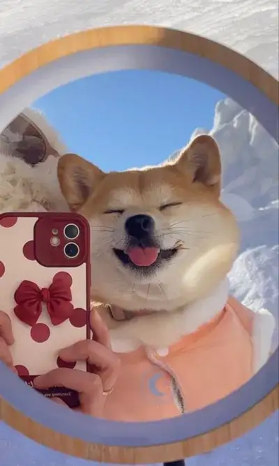 animal