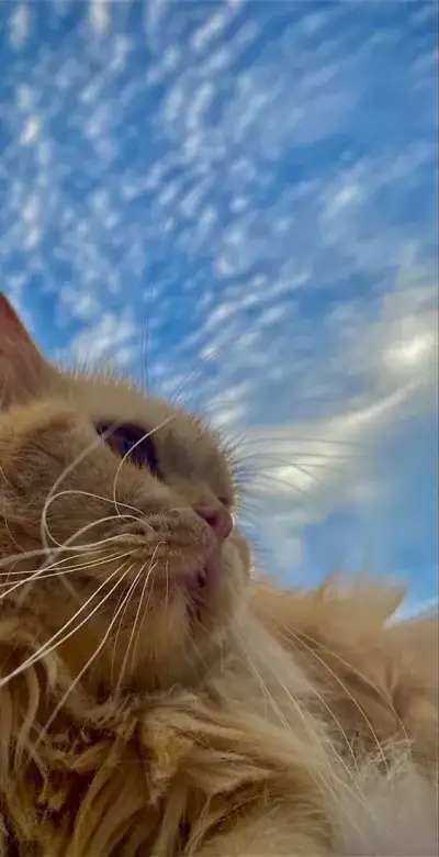 animal