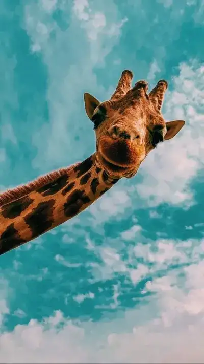 animal
