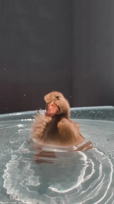 animal