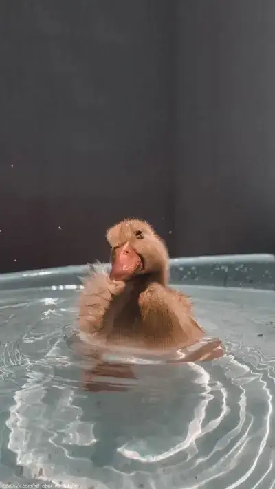 animal