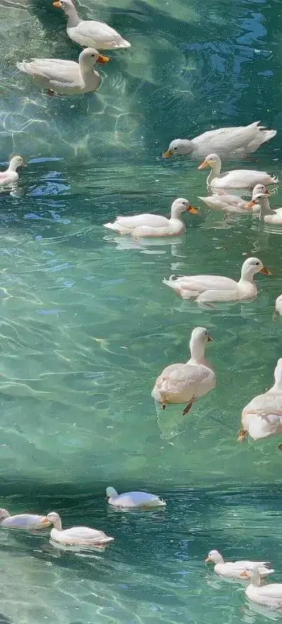 animal