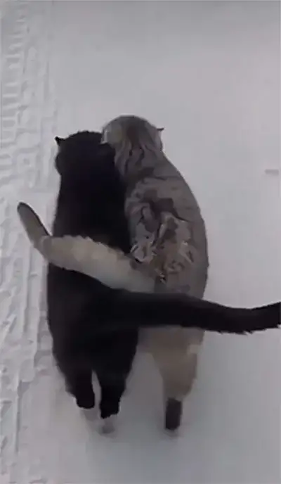 animal
