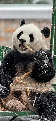 panda