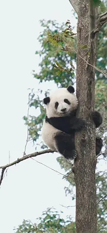 panda