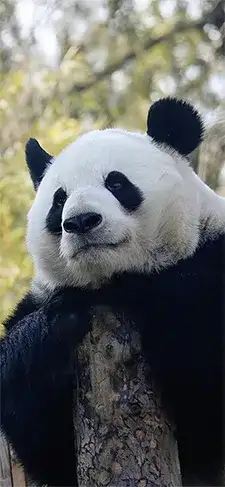panda