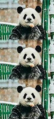 panda