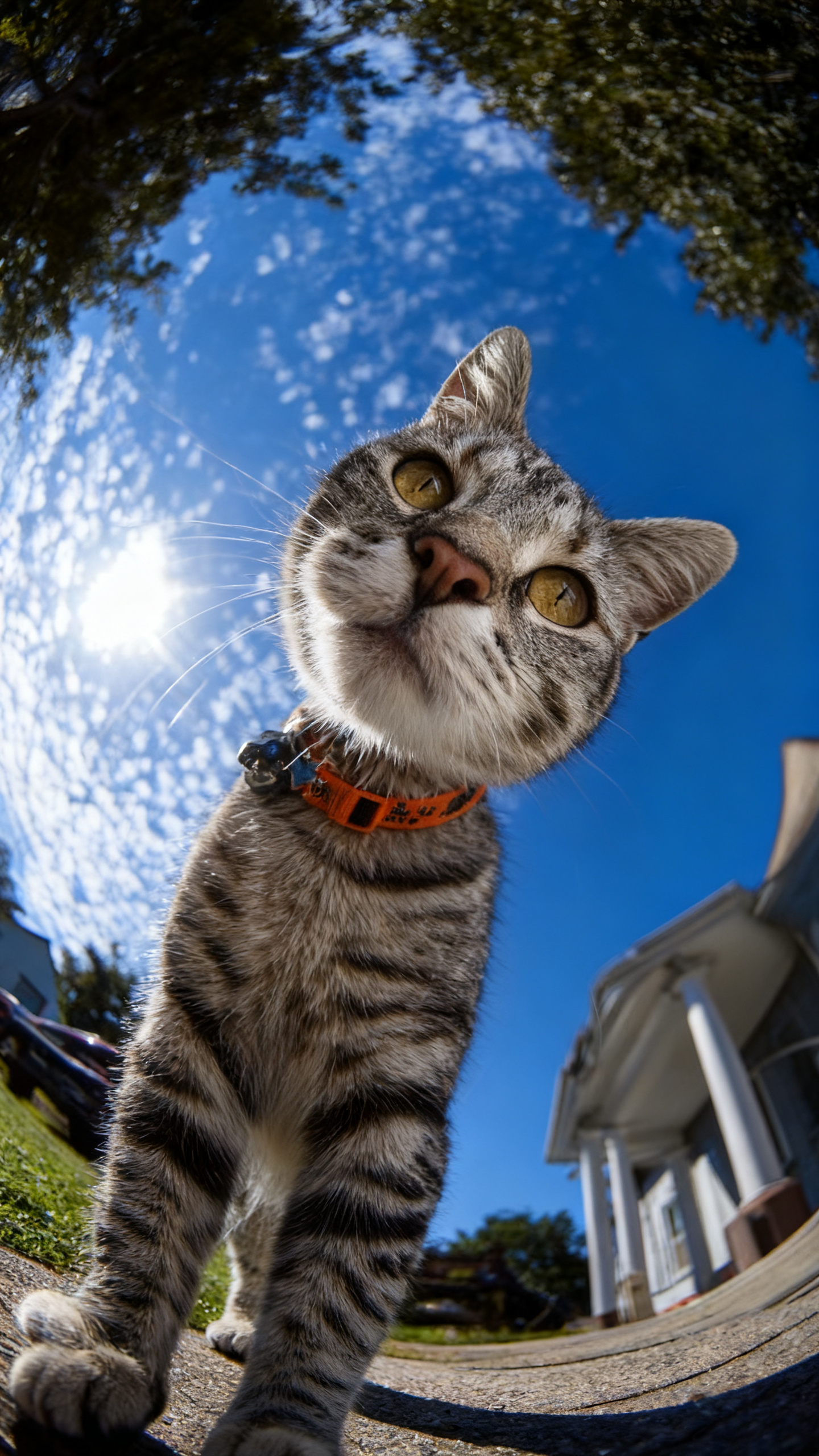 pet
