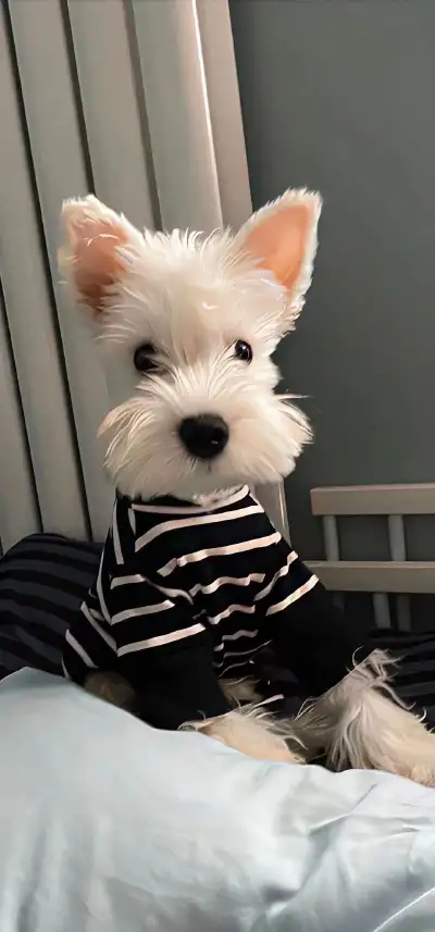 animal