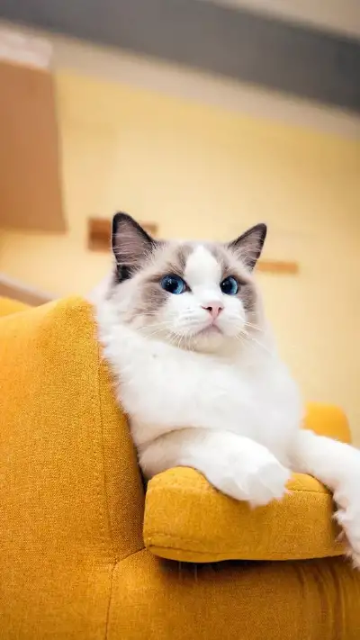 animal