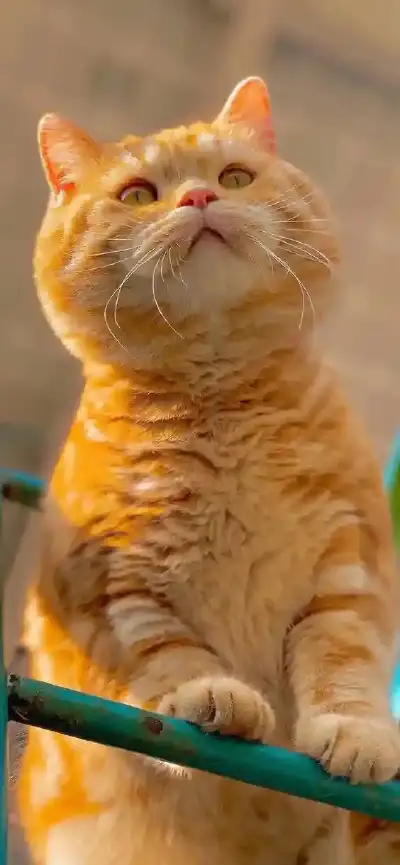 animal