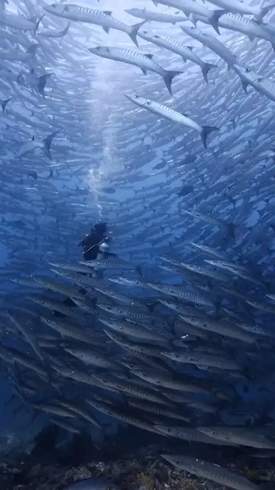 shoal of fish