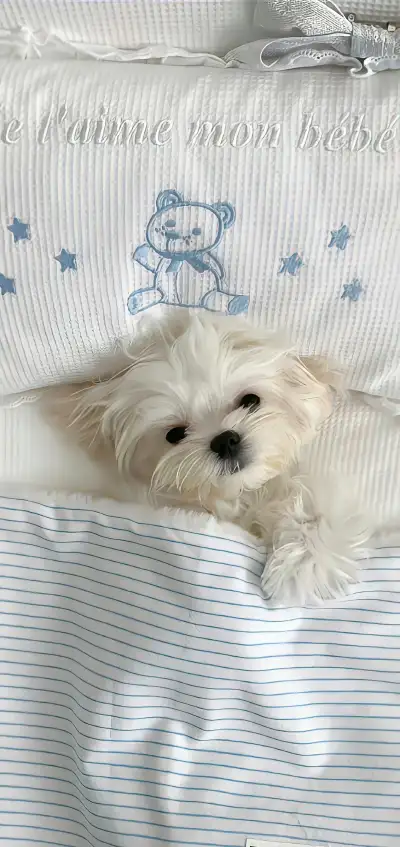 animal