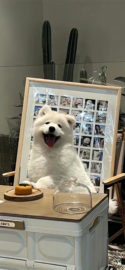 animal