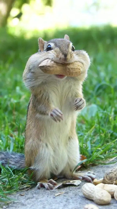 pet
