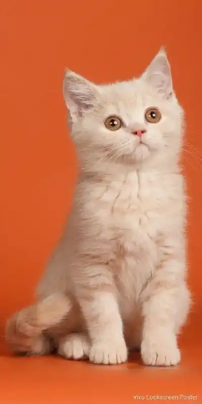 animal