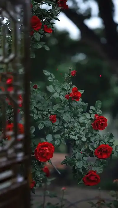 nature