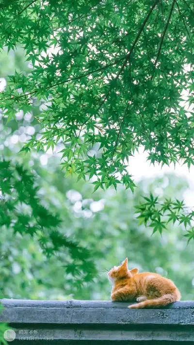 animal
