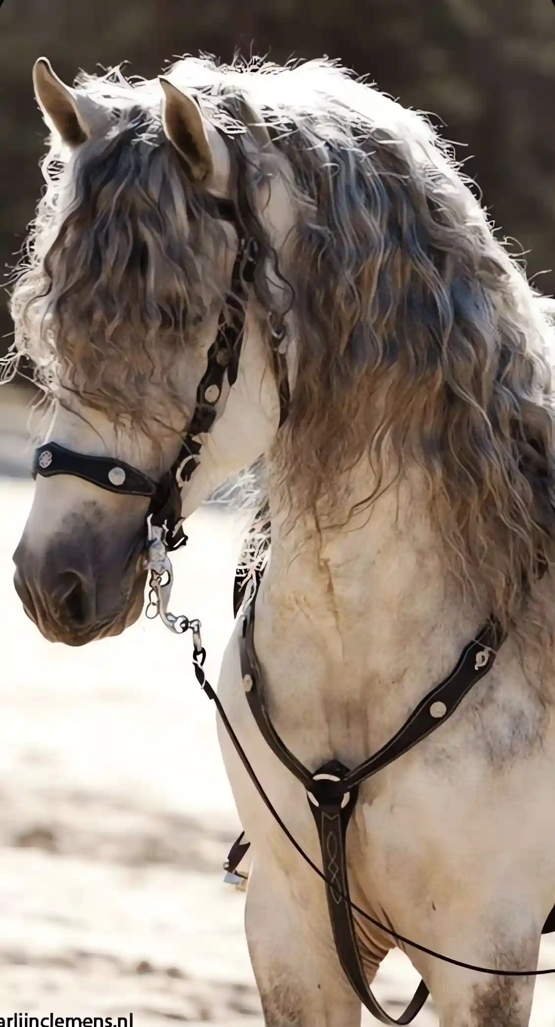 horse