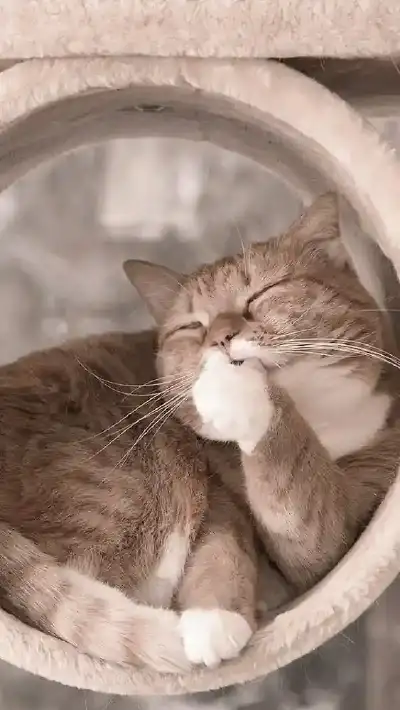 animal