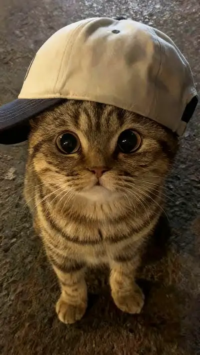 pet
