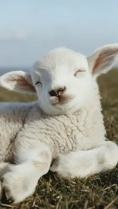 pet